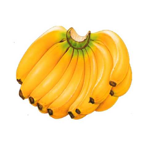 Banana