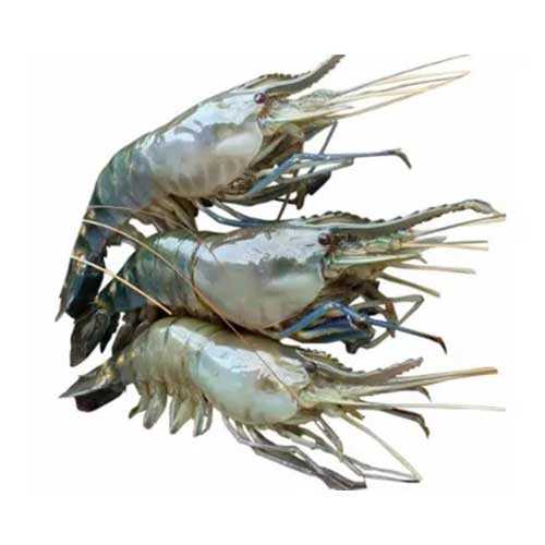 Chingri