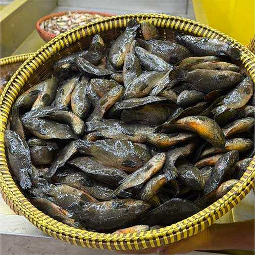 Deshi Koi