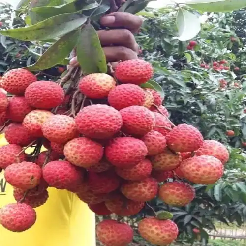 Dinazpur Lichu