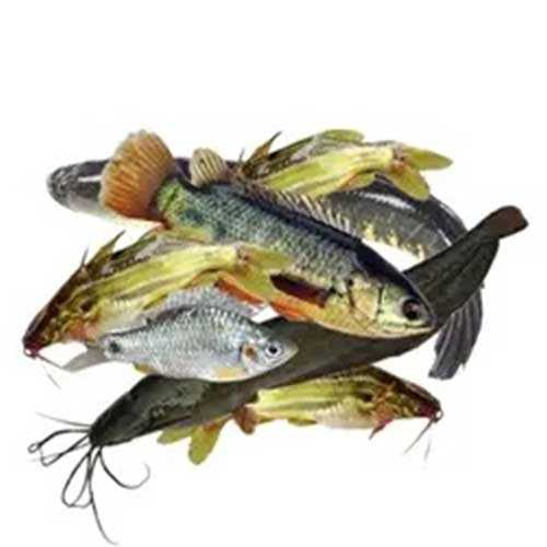 haor-pachmishali