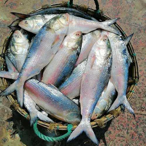 Padmar Ilish