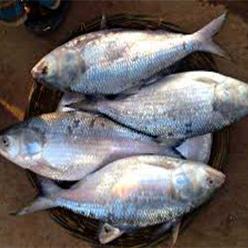 Padmar Ilish