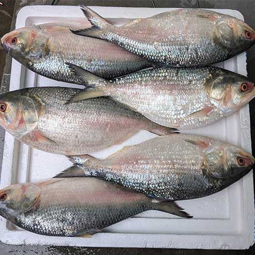 Padmar Ilish
