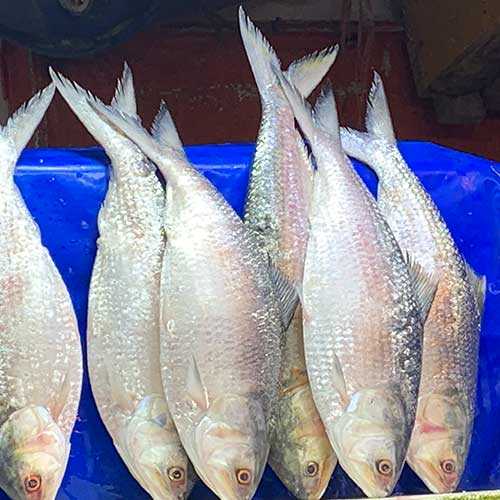 Padmar Ilish