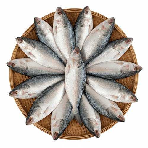 Padmar Ilish