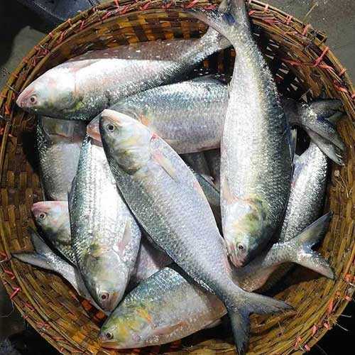 Padmar Ilish