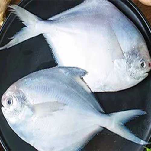 Pomfret