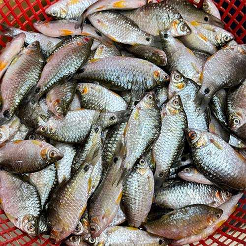 Puti Fish