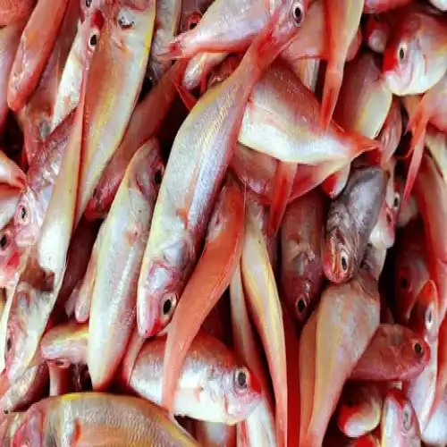 Sea Fish