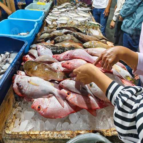 Sea Fish
