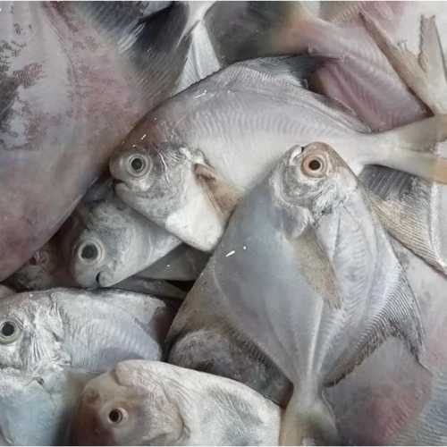 Sea Fish