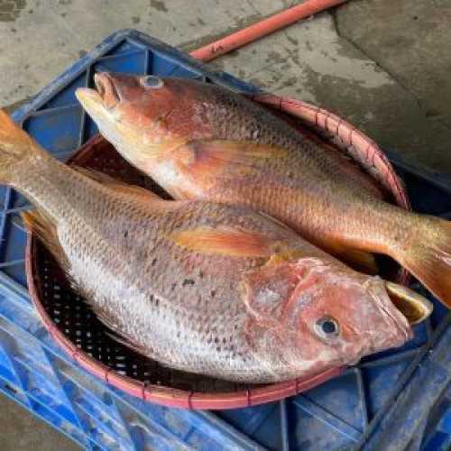 Sea Fish
