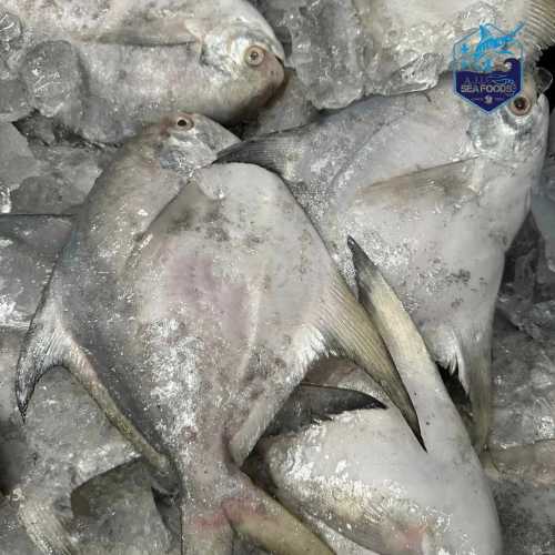 Sea Fish