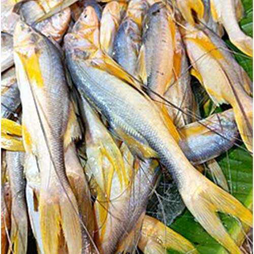 Taposi